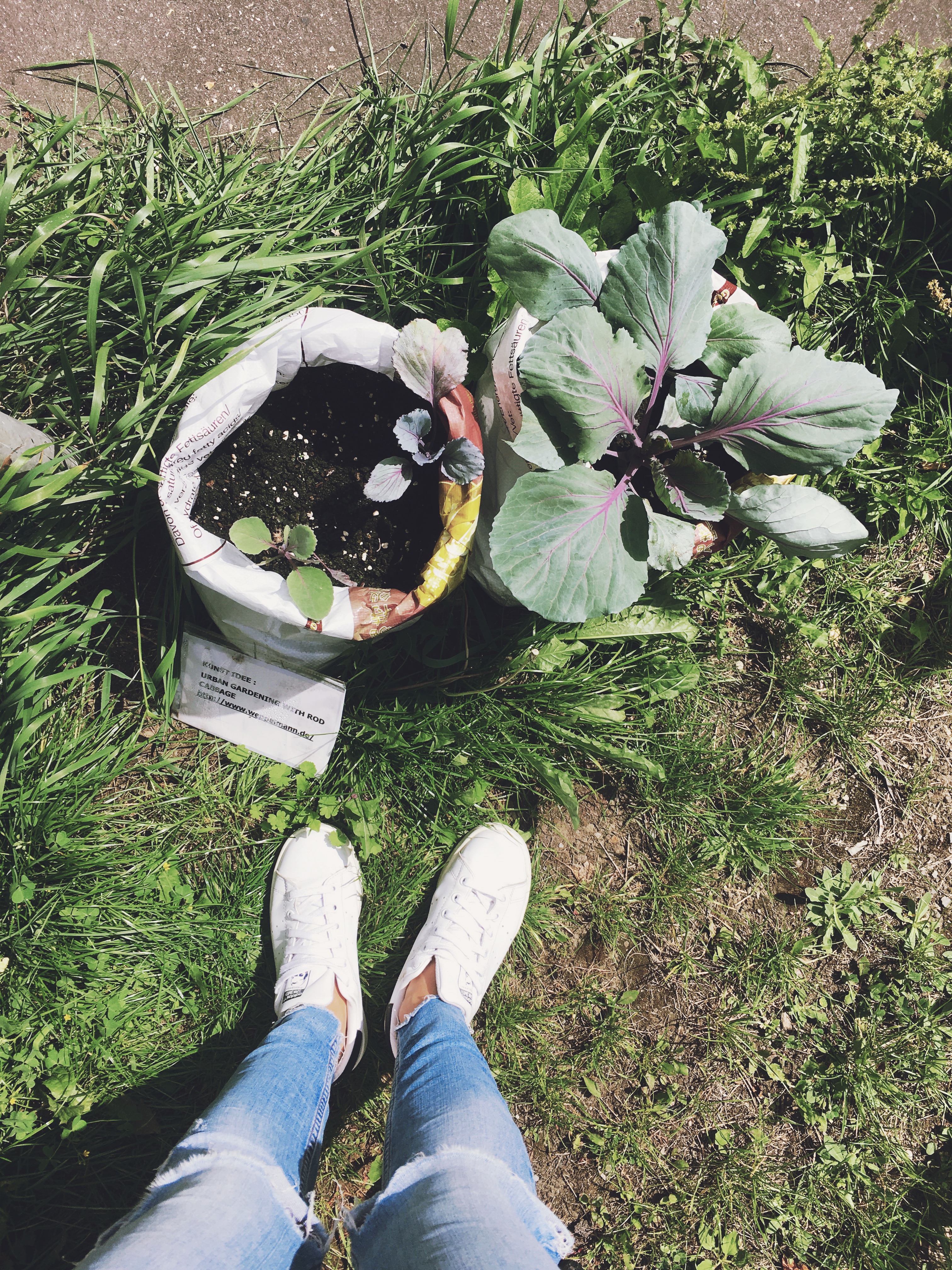 Urban Gardening - in der Stadt Obst und Gemüse anbauen: So klappt's